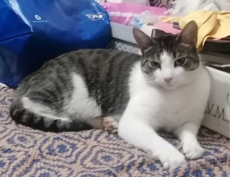 Ofer spre adoptie pisicuta in varsta de 4 ani