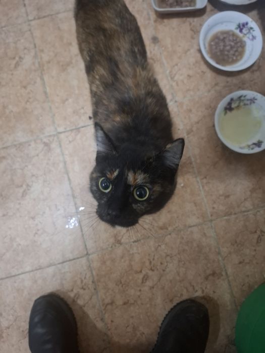 Отдам Кошку добрые руки