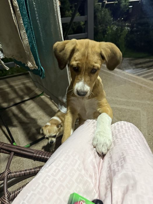 Щенок девочка крупной породы