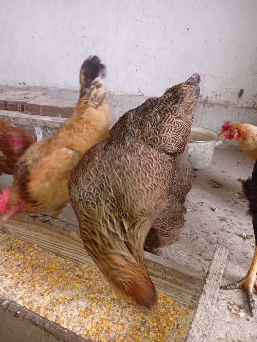 Găini brahma albastru și brahma potârnichiu