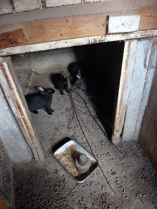 Зайци.на 4 5 месеца