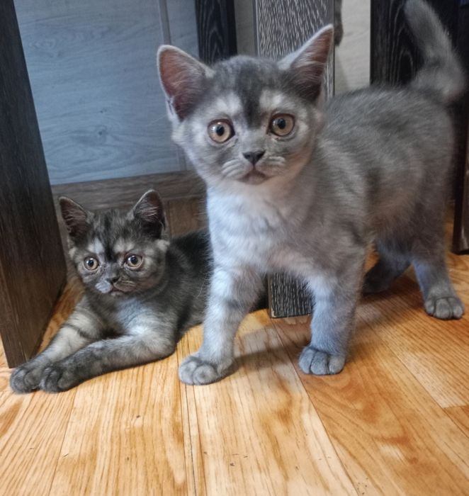 Шотландские котята