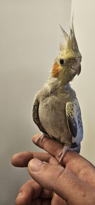 Nimfa blândă cu colivie