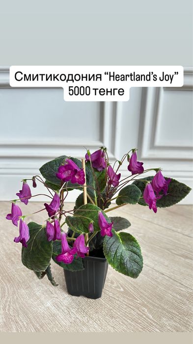 Смитикодония сорта Heartland's Joy