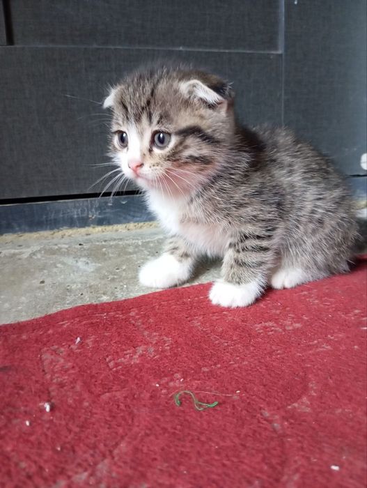 Mushugcha lar zotdorMushugcha lar zotdorMushugcha lar zotdorMushugcha