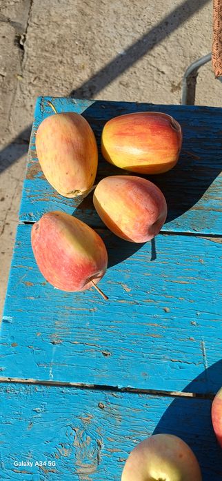 Продам саженцы яблони и груши