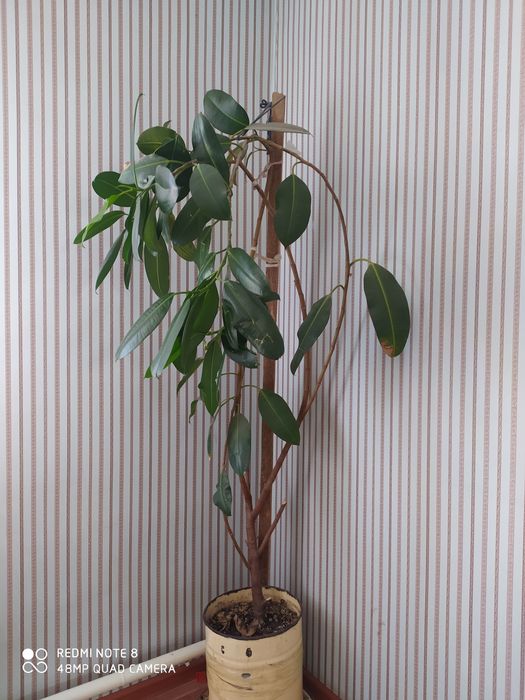 Фикус длина более 2 метра