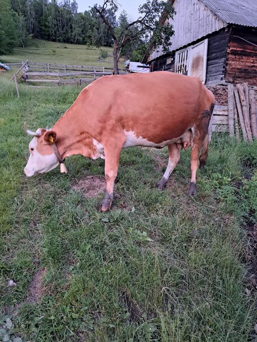 Vacă de vânzare de 6 ani