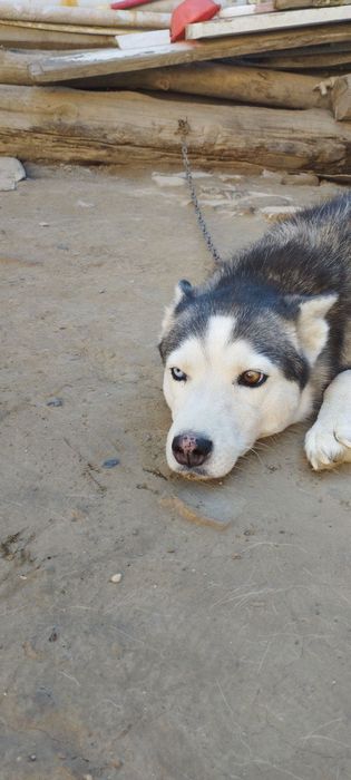 Хороший чистый оригинальный Хаски