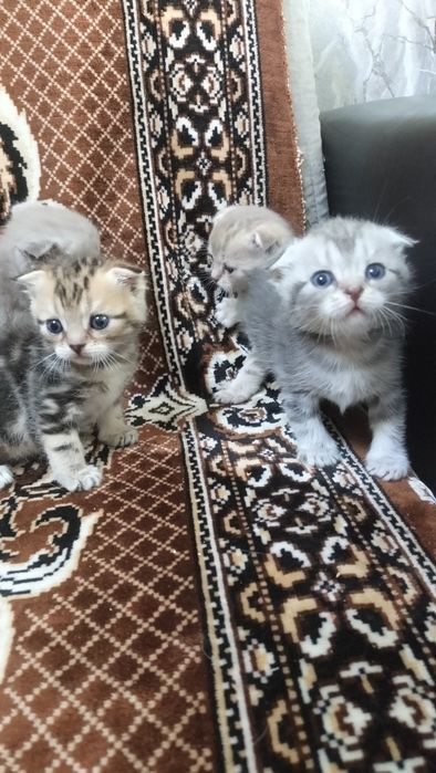 шотландские котята