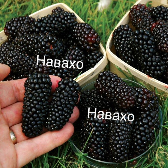 Разсад ягоди малини къпини