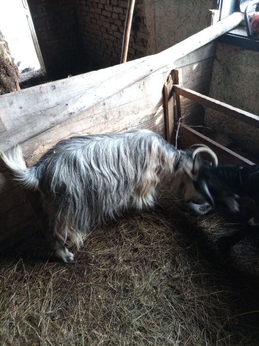 Vând 5 capre tinere