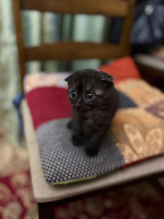 Котенок.