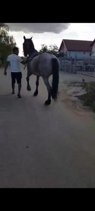 Vând cal castrați 177 inaltime garantat de ham sau schimb