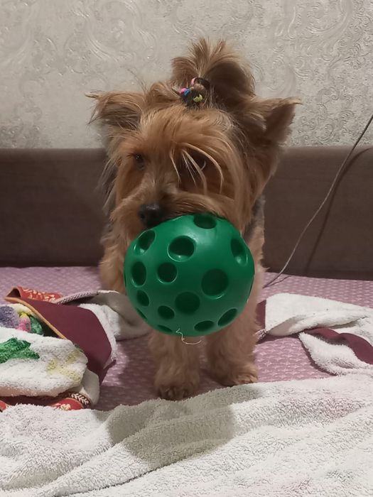 Вязка. Йорк мальчик