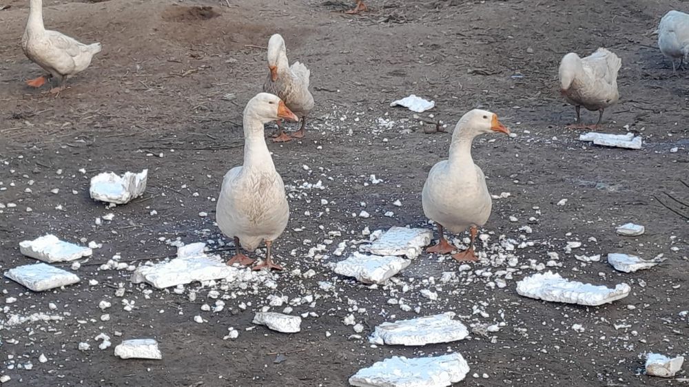 Продам хороших гусей