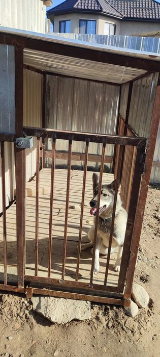 Собака оддам даром ит