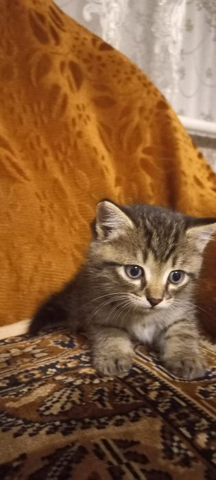 Отдам очень красивых ласковых котят