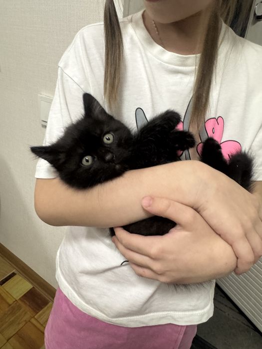 Отдам котенка в добрые руки