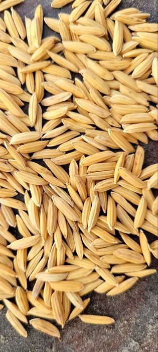 Lazer sholi urug'lik sotiladi