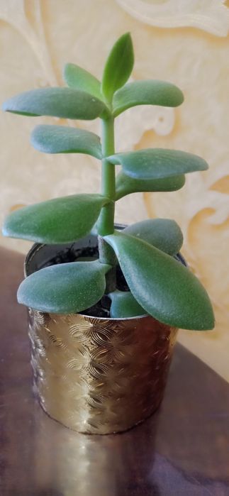 Коланхое лечебное и другие.