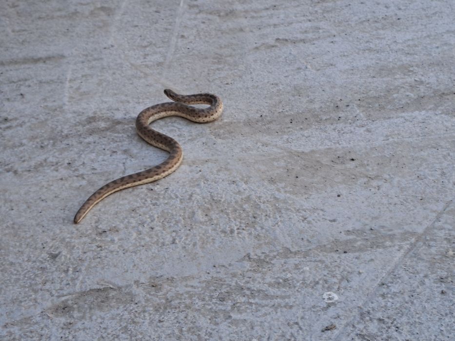 Колбар жылан бар