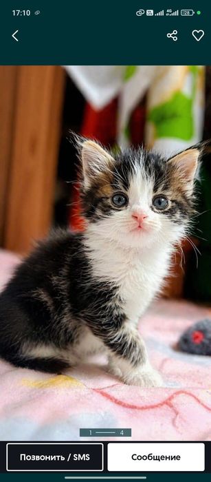 Котятки в поисках семьи
