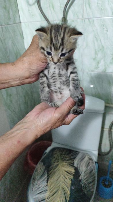 Котята в добрые руки тобыл