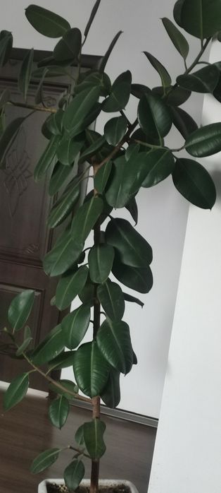 Фикус каучуконосный