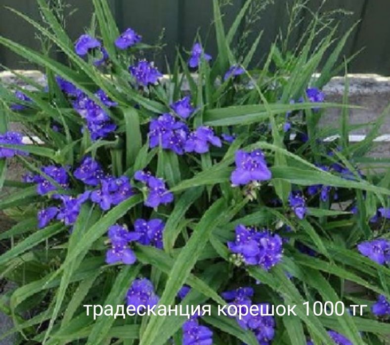 Гибискус многолетний/в сад/