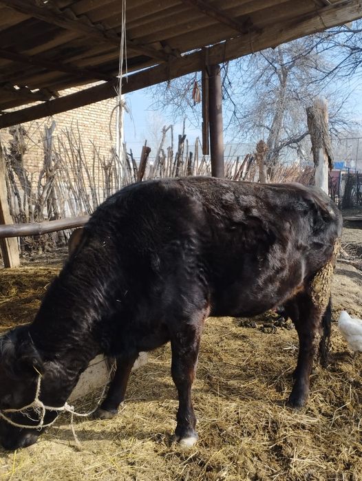 Қара дөнежін сатылымда