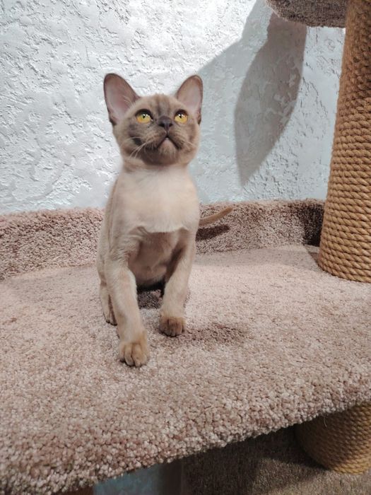 Европейская бурма