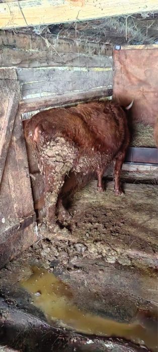 Сиыр бука сатылады