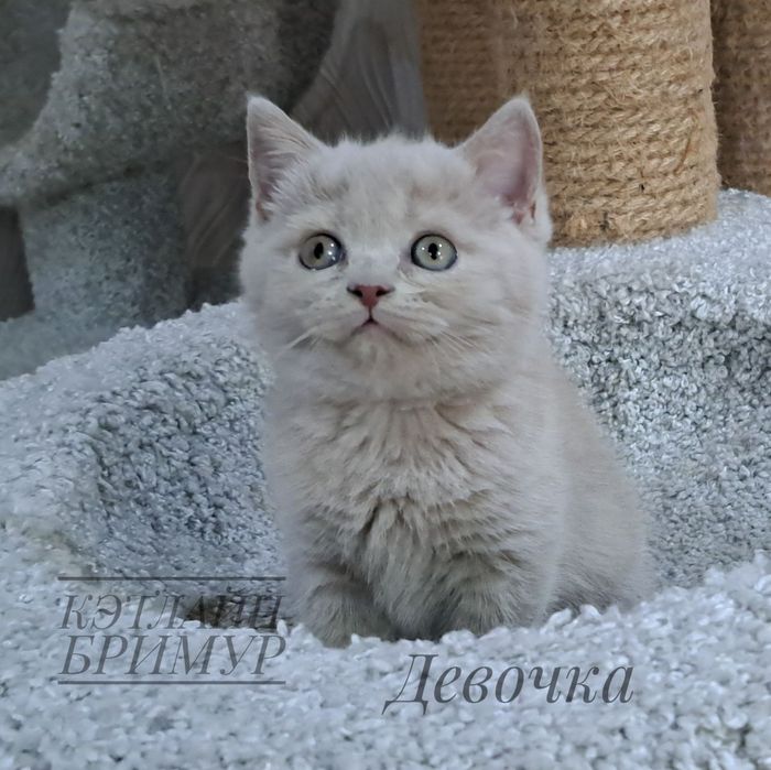 Британские котята. Пиномник.