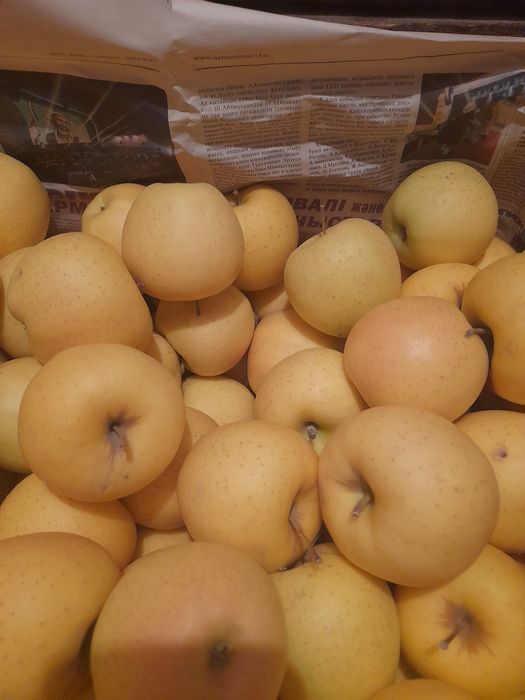 Продам яблоки оптом и розницу