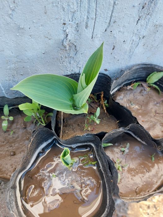 Хоста местная морозостойкая