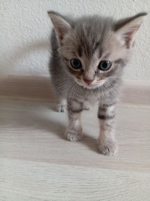 бесплатно котята