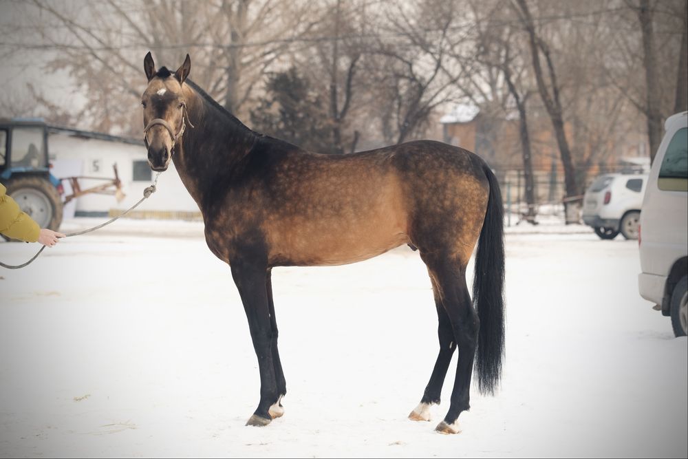 Продаётся жеребец ахалтекинской породы