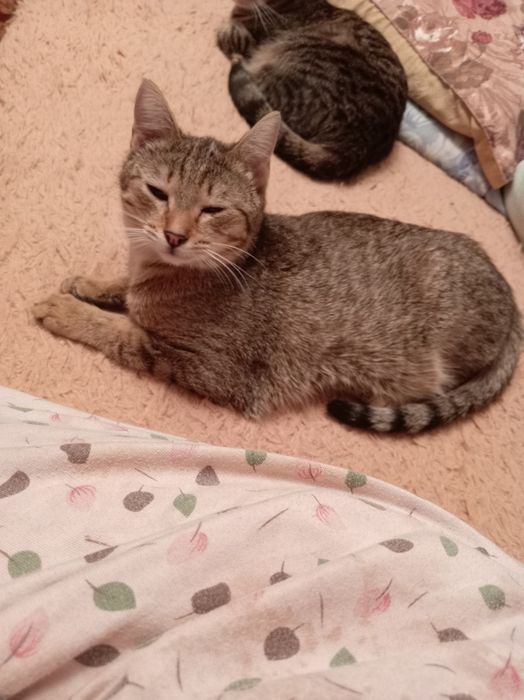 Отдам в добрые руки