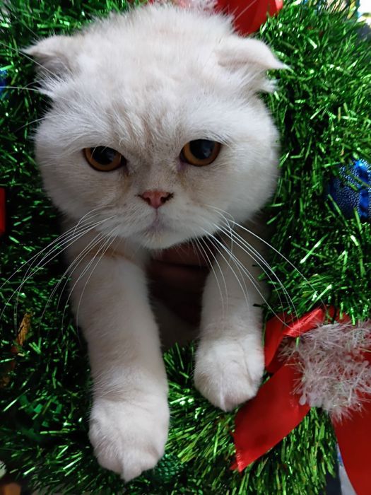 Mushuk sotiladi scottish fold. Продается Кошка шотландский вислоухий