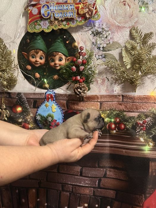 Шикарные девочки французкого бульдого