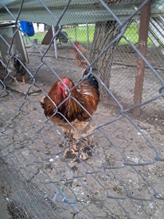Cocoși Brahma  de vanzare