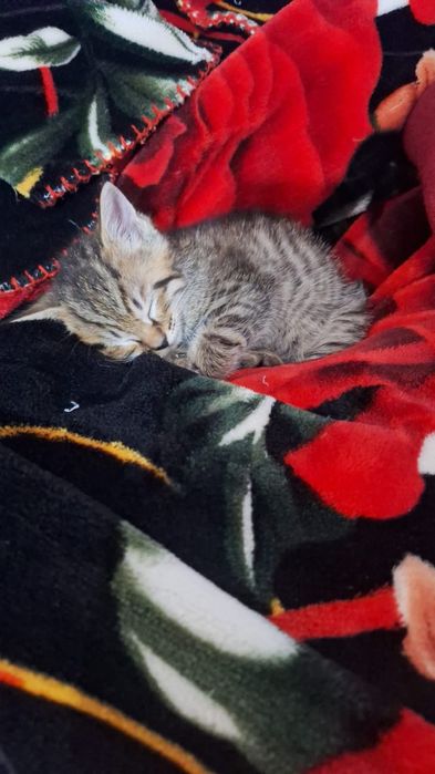 Милый котёнок отдаю в добрые руки