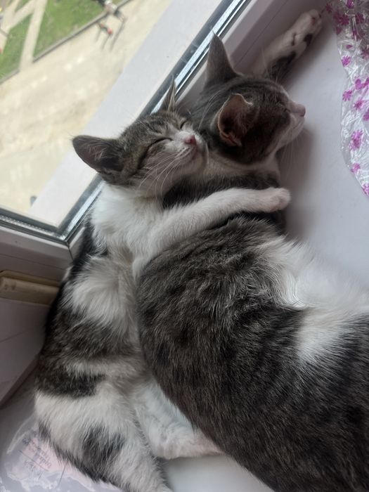 Котенок бесплатно