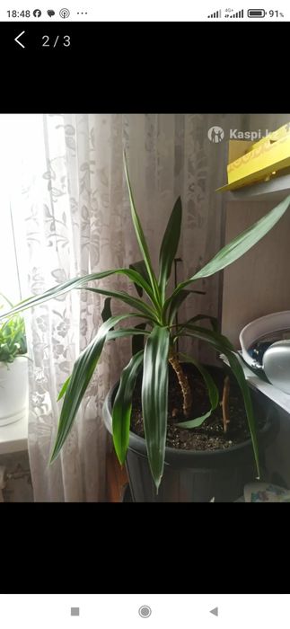 Продам цветы комнатные