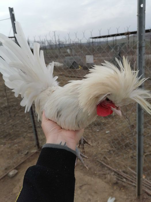 Oua incubat Motata Olandeză