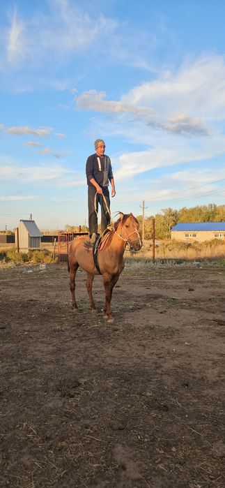 Продам жеребца, лошадь