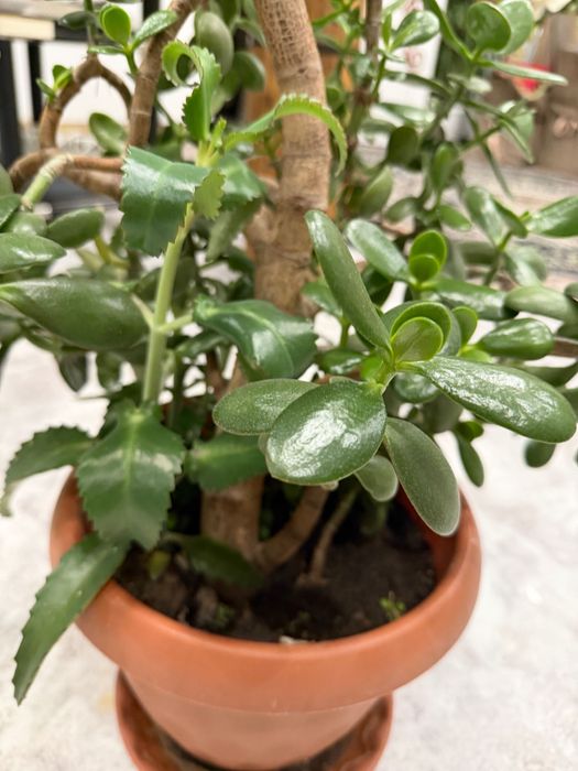 Денежное дерево красула