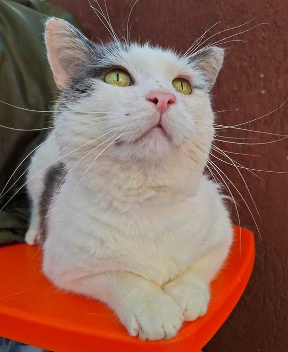 Adoptie motan alb castrat Martafoi, pt curte, se aduce in tara