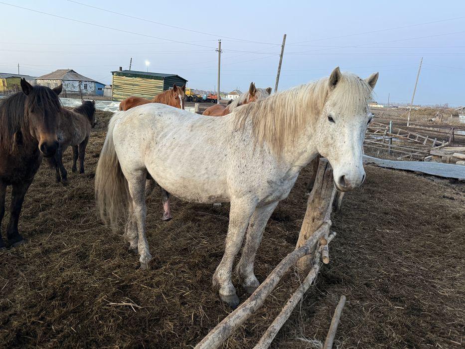 Айғыр (жеребец) 10 жасар